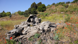 034-La Palma-alter-Baumstamm