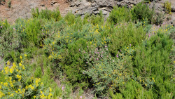 038-La Palma-Pflanzen-2