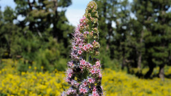 071-La Palma-Tajinasten-Blüte-1