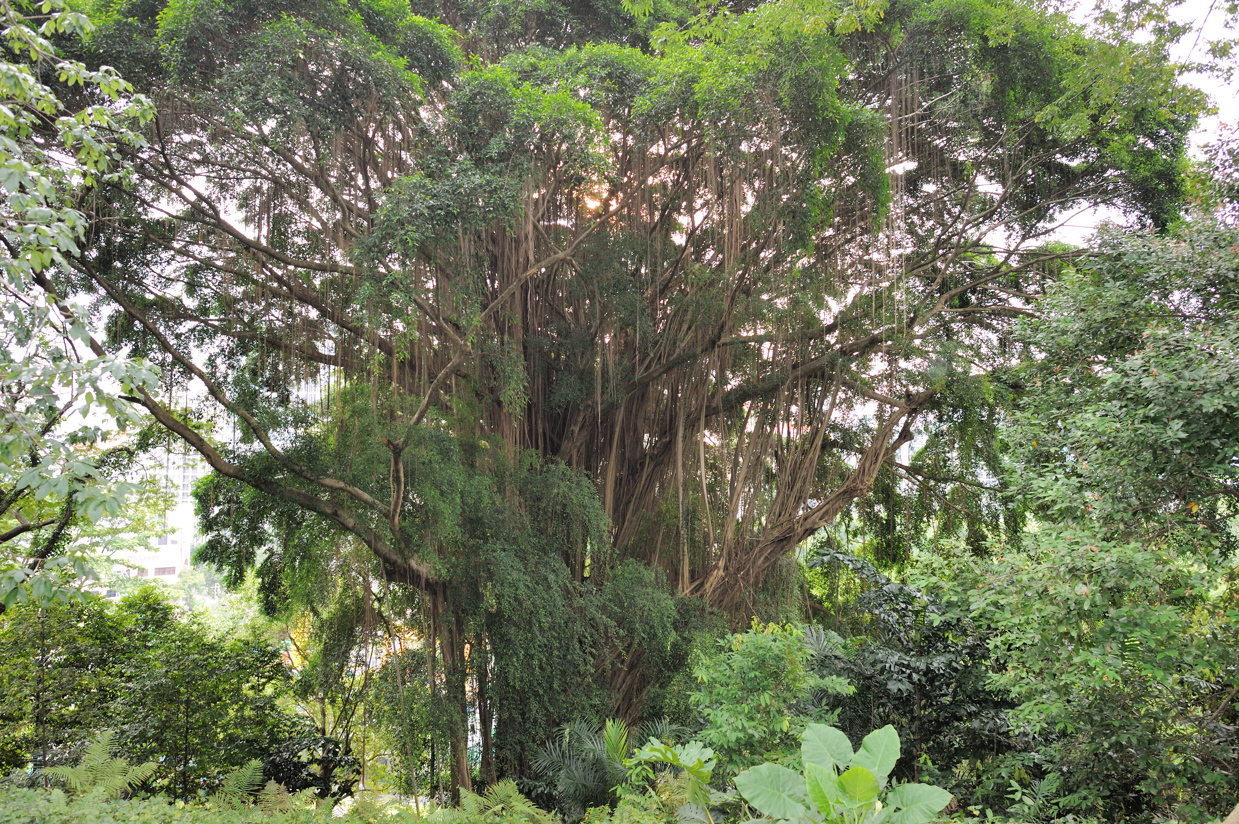 107 Singapur Botanischer Garten 1 Hd Dreams