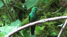 004-Costa-Rica-Kolibri-1