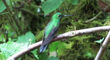 005-Costa-Rica-Kolibri-2