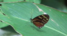 006-Costa-Rica-Schmetterling-1