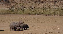 006-Namibia-Flusspferde-1