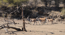 008-Namibia-Elenantilopen-1