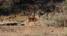 009-Namibia-Impala