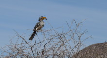 010-Namibia-Gelbschnabeltoko