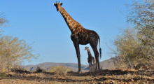 011-Namibia-Giraffen-1