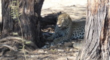 014-Namibia-Leopard-1