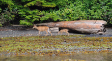 015-Kanada-Vancouver-Island-Rehe-2