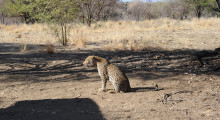 015-Namibia-Leopard-2