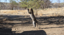 016-Namibia-Leopard-3