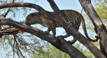 017-Namibia-Leopard-4