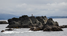 019-Kanada-Vancouver-Island-Weisskopfseeadler-1