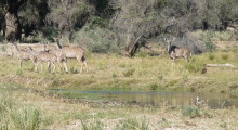 019-Namibia-Kudus-1