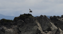 020-Kanada-Vancouver-Island-Weisskopfseeadler-2