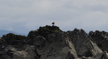 021-Kanada-Vancouver-Island-Weisskopfseeadler-3