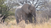 021-Namibia-Elefant-1