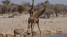 022-Namibia-Etoscha-Wasserloch