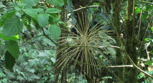 023-Costa-Rica-Dschungel-5