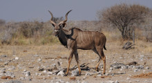 023-Namibia-Etoscha-Kudu