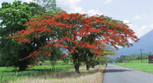 024-Costa-Rica-Baum-2