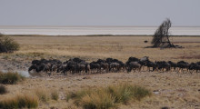 026-Namibia-Etoscha-Nationalpark-Gnuherde