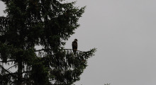 028-Kanada-Vancouver-Island-Port-Hardy-Weisskopfseeadler-2