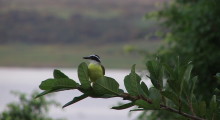 029-Costa-Rica-Vogel-1