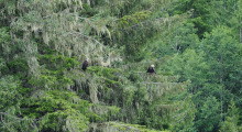 029-Kanada-Vancouver-Island-Port-Hardy-Weisskopfseeadler-3