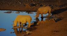 030-Namibia-Etoscha-Nashoerner