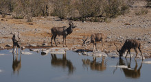 031-Namibia-Etoscha-Wasserloch-Antilopen