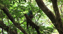 032-Costa-Rica-Vogel-Quetzal