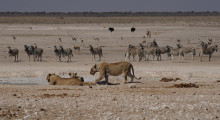 033-Namibia-Etoscha-Loewen-1