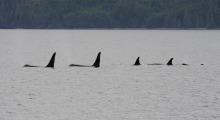 034-Kanada-Vanvouver-Island-Orcas-4