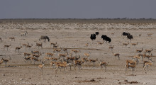 034-Namibia-Tierbeobachtung-1