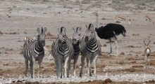 037-Namibia-Etoscha- Zebras