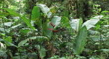 039-Costa-Rica-Dschungel-12