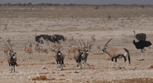 039-Namibia-Tierbeobachtung-2