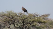 040-Namibia-Etoscha-Ohrengeier