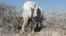 041-Namibia-Etoscha-alter Elefant