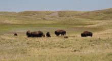 052-Kanada-Alberta-Waterton-Glacier-Park-Bisons