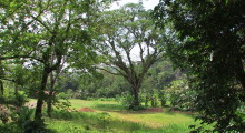 070-Costa-Rica-Baum-2