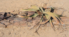 085-Namibia-Welwitschia-1