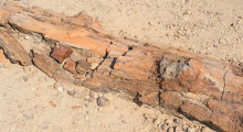 087-Namibia-Petrified-Forest