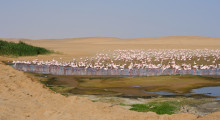 127-Namibia-Walvis-Bay-Flamingos-1