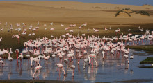 128-Namibia-Walvis-Bay-Flamingos-2