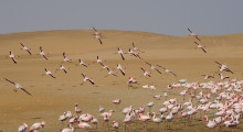 129-Namibia-Walvis-Bay-Flamingos-3